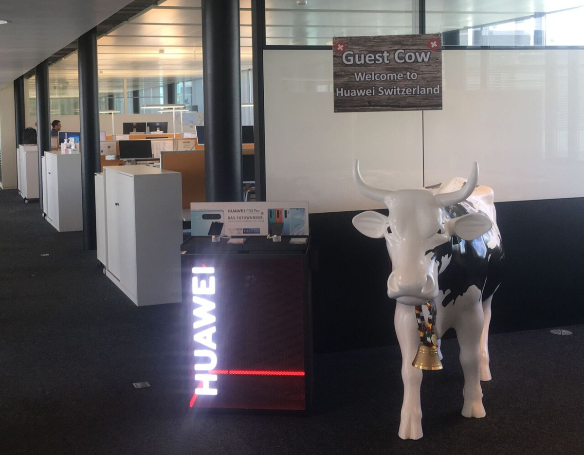The ›Guest Cow‹ in Huawei’s Zurich office (photo: Lena Kaufmann, 2019)