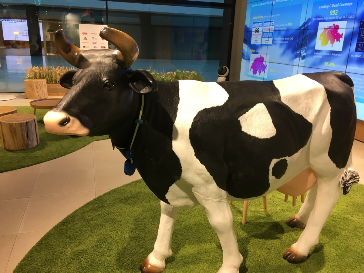 An artificial cow with a 5G necklace in the Sunrise-Huawei 5G Joint Innovation Centre, Zurich (photo: Lena Kaufmann, 2022)